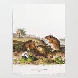 Cotton Rat  from the viviparous quadrupeds of North America (1845) illustrated by John Woodhouse Audubon  Poster