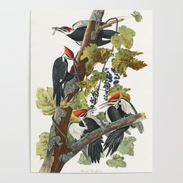 Pileated Woodpecker from Birds of America (1827) by John James Audubon etched by William Home Lizars Poster