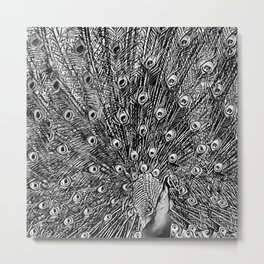 Feathers - Black and White Metal Print | Digitalart, Surreal, Abstract, Feathers, David Kimblair, Stilllife, Digital Manipulation, Retro, Davidblairstudios, Graphics 