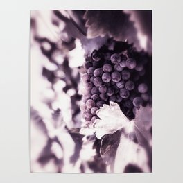 Grapes into Wine Poster