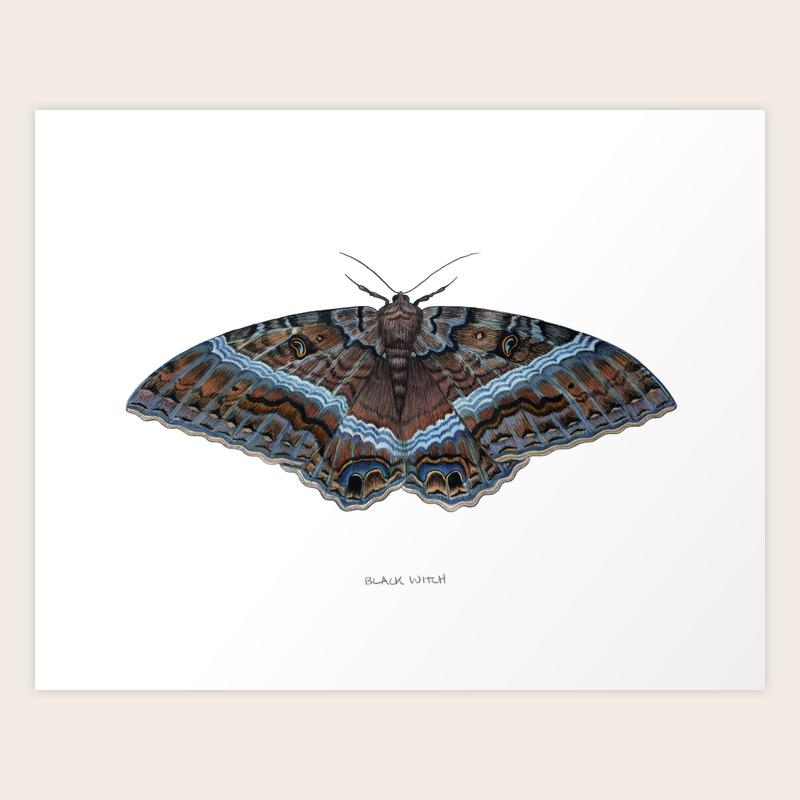 Picture Of A Black Witch Moth