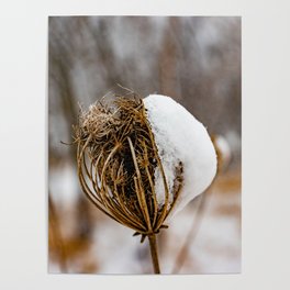 Winter Thistle Flower in Snow (Nature Photography) Poster