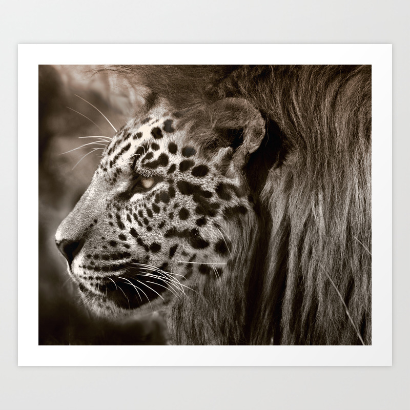 Lion Leopard Jaguar Cat Head Face Animal Fantasy Art Print By