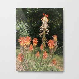 Orange Starburts - Twilight Paintings Dana Tinnell Metal Print | Color, Floral, Orange, Twilightpaintings, Hdr, Nature, Digital, Dana, Flowers, Danatinnell 