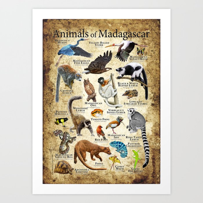 Animals of Madagascar Art Print by Wildlife Art by Roger Hall | Society6