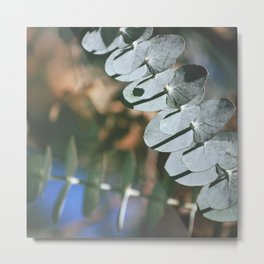 Silver Drop Eucalyptus Metal Print | Pattern, Australian, Abstract, Gumtree, Grey, Native, Photo, Myrtaceae, Nature, Leaf 
