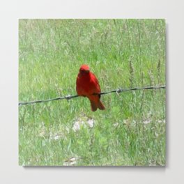 Red Summer Tanager on Barbed Wire Fence Metal Print | Nature, Outdoors, Landscape, Animal, Painting, Summertanager, Red, Birds 