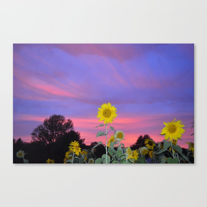Sunflower Sunset Love Canvas Print By Mamajennicosmos Society6