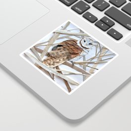 Barn Owl Winter Sticker