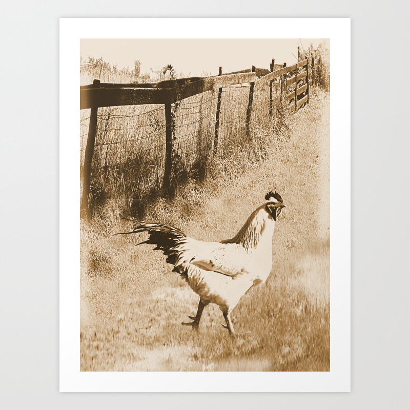Rustic Country Rooster Modern Country Kitchen Farmhouse Art A572 Art Print By Nicolphotographicart Society6