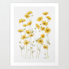 Yellow Cosmos Flowers Art Print | Watercolor, Flower Petals, Painting, Cosmos, Gouache, Wild Flowers, Acrylic, Illustration, Drawing, Botanical 