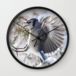 "Get Off My Branch!" Blue Jay Wall Clock | Birds, Animal, American Blue Jay, Jay, Jays, Wings, Nancyacarter, Funny, Adirondacks, Red Cedar 