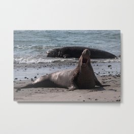 Bull Elephant Seal Metal Print | Nature, Marinemammal, Animal, Photo, Elephantseal, Wildlife, Ocean, Seal 