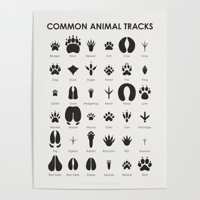 Animal Tracks Identification Chart or Guide Poster by Iris Luckhaus |  Society6