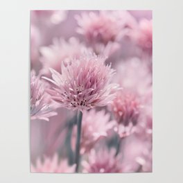 Allium pink 0146 Poster