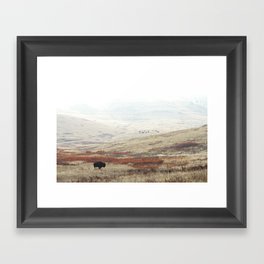 Lone Bison on The National Bison Range in Montana Gerahmter Kunstdruck