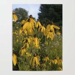 Prairie coneflower Poster