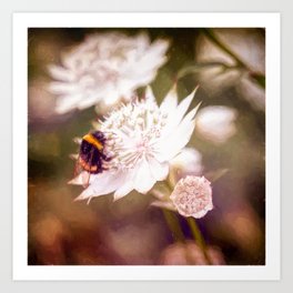 Bee On Astrantia Flower Art Print
