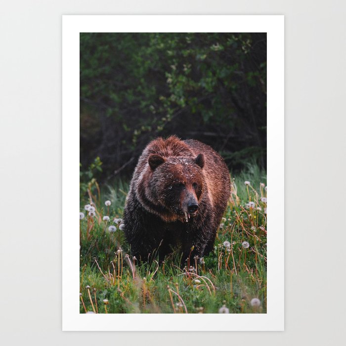 A hungry Grizzly Art Print