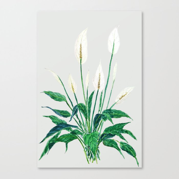 peace lily painting Leinwanddruck