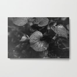 Dewey Violet Leaves in Black & White  Metal Print | Pnwforaging, Pnwoutdoors, Naturephotography, Black And White, Photo, Edibleplants, Violet, Deweyleaves, Oregonflora, Waterdroplets 