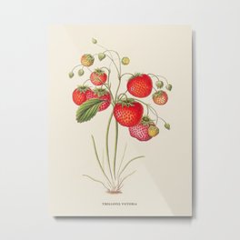 Strawberry Antique Botanical Illustration Metal Print | Berry, Color, Biology, Botanical, Vintage, Strawberry, Etching, Plant, Naturebook, Naturalist 