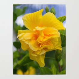 Double Yellow Hibiscus Poster