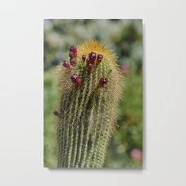 Up to the light Metal Print | Photo, Cactus, Growth, Spine, Field, Mexico, Flora, Outdoor, Nature, Spines 