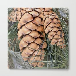 Sugar Pine cones Metal Print | Digital, Nature, Beige, Warmcolors, Hdr, Buff, Photo, Color, Facebook, Sugarpine 