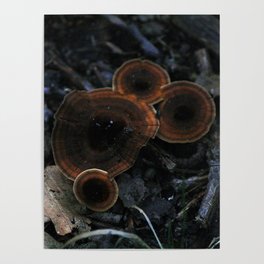 orange mushrooms Poster