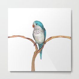 Blue quaker parrot watercolor Metal Print | Illustration, Painting, Pet, Parakeet, Watercolor, Cute, Bird, Quakerparrot, Monkparakeet, Parrot 