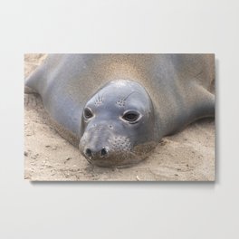 Northern Elephant Seal Metal Print | Wild, Photo, Wildlife, Mammal, Coastal, Nature, Seal, Color, Digital, Animal 