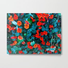 Orange nasturtium flowers in abundance Metal Print | Crowd, Carpeted, Fashion, Edibleflowers, Contrast, Abundant, Color, Colourful, Fabric, Decorative 