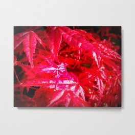 Glistening Red Metal Print | Naturephotography, Glistening, Leaves, Acerleaves, Digital, Acer, Color, Maple, Firey, Mapleleaves 
