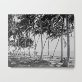Miami Florida Palm Trees Black and White Vintage Photograph, 1915 Metal Print | Landscape, Coastal, Vintage, Decor, Tropical, Florida, Palmtrees, Blackandwhite, Photo, 1915 