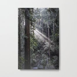 Muir Woods Crepuscular Rays Metal Print | Nature, Landscape, Photo 